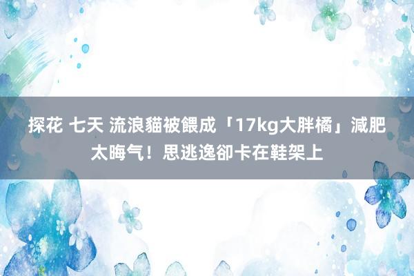 探花 七天 流浪貓被餵成「17kg大胖橘」　減肥太晦气！思逃逸卻卡在鞋架上